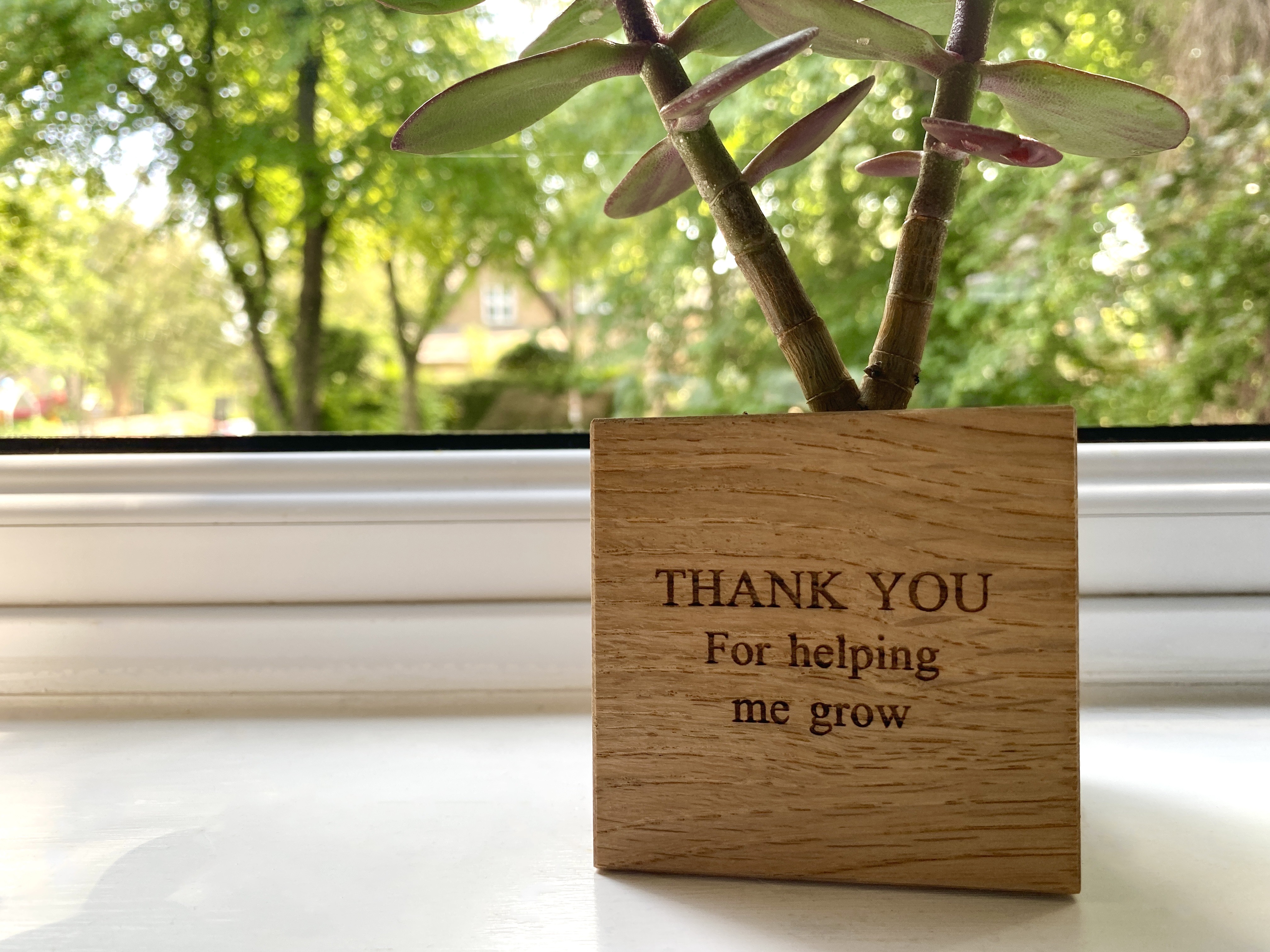 A small potted plant on a windowsill, with the inscription "Thank you for helping me grow"